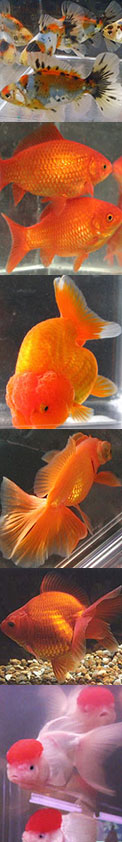 variery of goldfish types
