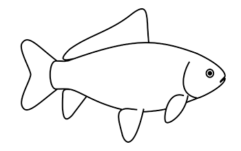 common goldfish standard, side view