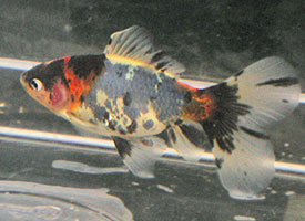 young Bristol shubunkin bred in 2001