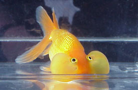 bubble cheek goldfish