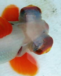 close-up of the butterfly eyes