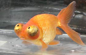 celestial goldfish standard of perfection
