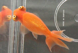 celestial goldfish standard of perfection