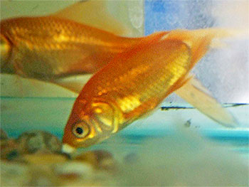 comet goldfish with no tail