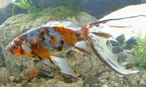 calico common goldfish