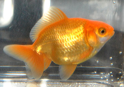 red fantail goldfish 2016