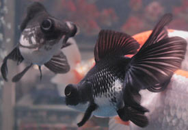 black and white panda goldfish