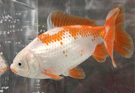 jikin goldfish 2007