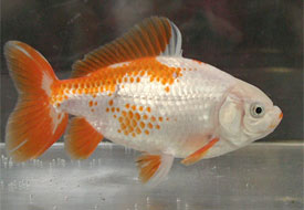 jikin goldfish 2007