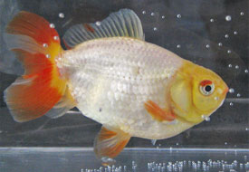 jikin goldfish 2011