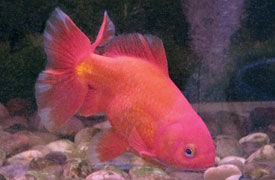 all-red jikin goldfish