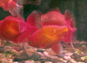 all-red jikin goldfish