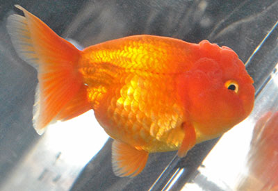 lionhead goldfish 2016