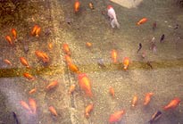 rearing pond with young lionheads