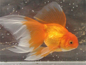 red oranda goldfish