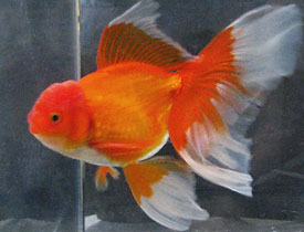 red oranda goldfish