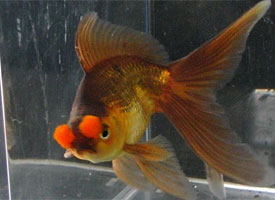 pompon goldfish with dorsal fin