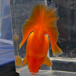 red tosakin goldfish