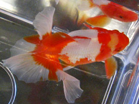 red-white tosakin goldfish