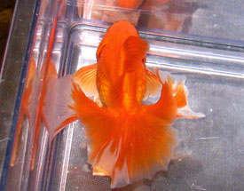 red tosakin goldfish