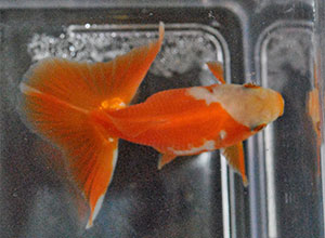 tosakin goldfish 2016