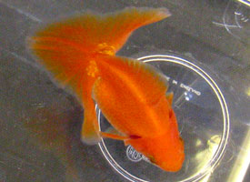 young red tosakin goldfish