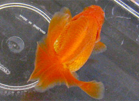 young red tosakin goldfish