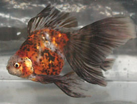 red calico veiltail 2005