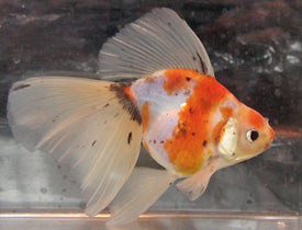 calico veiltail 2006, right view