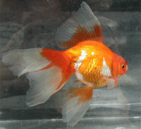 red/silver metallic veiltail, right view
