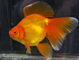 red veiltail goldfish