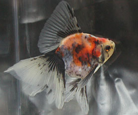 young calico veiltail, winner of Best-in-Show 2005