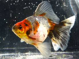 young calico veiltail goldfish