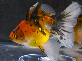 young calico veiltail goldfish