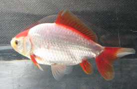 silver-red wakin goldfish