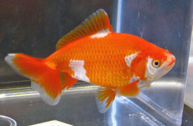 red-white wakin goldfish