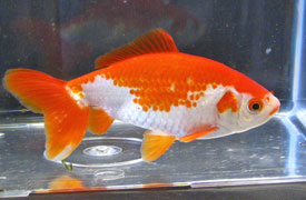 red-white wakin goldfish