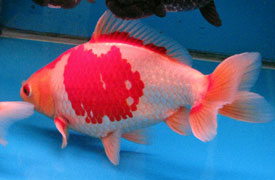 silver-red wakin goldfish