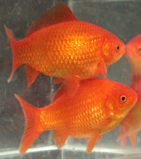 red common goldfish