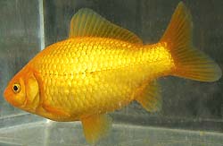 yellow common goldfish