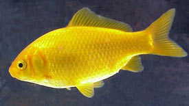 yellow goldfish