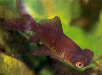 globe eye sport found amongst common goldfish