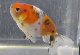calico eggfish 2008