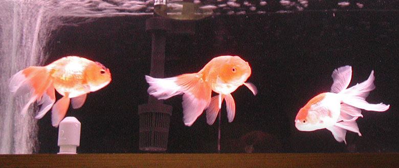 phoenix eggfish