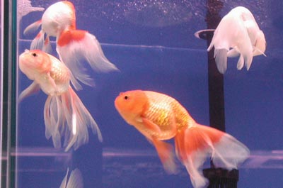 phoenix eggfish 2003