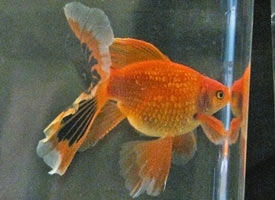 young adult imperial goldfish 2009