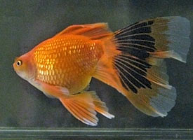 young adult imperial goldfish 2009