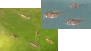 young goldfish at 12 and 26 days