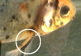 male breeding season tubercles on leading edge of pectoral fin (gill cover tubercles are out of focus)