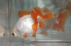 two jikin goldfish